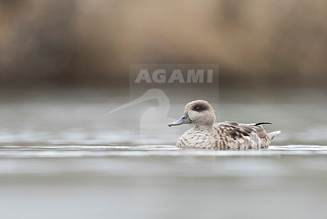 Adult female Marbled Teal (Marmaronetta angustirostris) wintering in Spanish wetland. Slighty seen from the side of the bird swimming on a lake. stock-image by Agami/Ralph Martin,