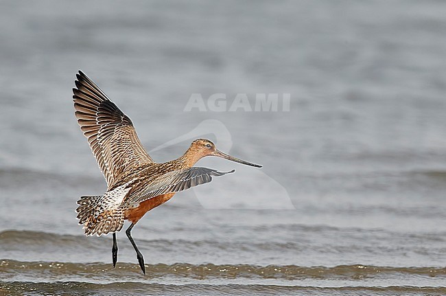 Eastern Bar-tailed Godwit (Limosa lapponica baueri or menzbieri) on Happy Island, China, during spring migration. stock-image by Agami/Markus Varesvuo,