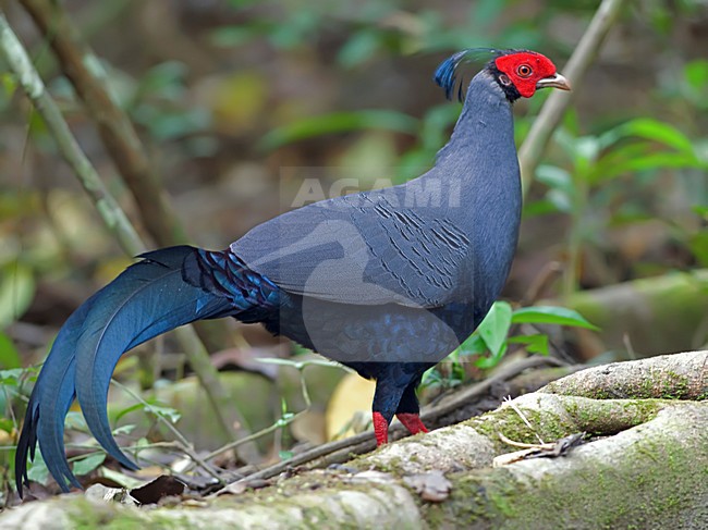Mannetje Kuifloze Prelaatfazant, Male Siamese Fireback stock-image by Agami/Alex Vargas,