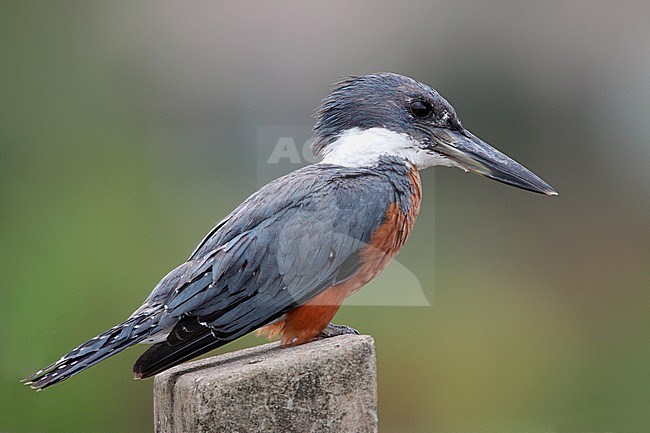 Adult male
Near Jaco, Costa Rica
August 2009 stock-image by Agami/Brian E Small,