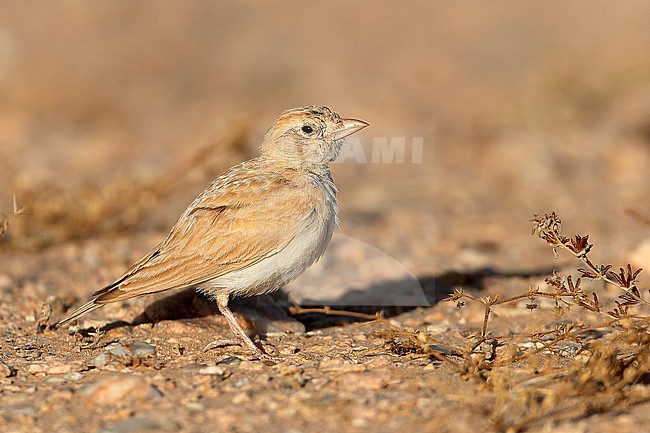 African Dunn’s Lark (Eremalauda dunni) stock-image by Agami/David Monticelli,