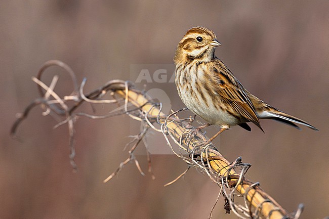 Common Reed Bunting (Emberiza schoeniclus) in Italy. stock-image by Agami/Daniele Occhiato,