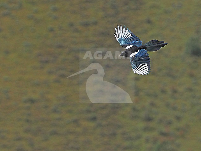Black-rumped magpie (Pica bottanensis) on Tibetan plateau, Qinghai, China. stock-image by Agami/James Eaton,