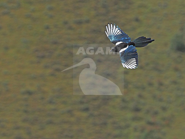 Black-rumped magpie (Pica bottanensis) on Tibetan plateau, Qinghai, China. stock-image by Agami/James Eaton,