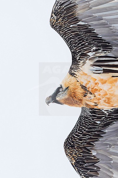 Adult Bearded Vulture (Gypaetus barbatus barbatus), in flight close overhead in the high Alps of Switzerland. Also known as Lammergeier. stock-image by Agami/Ralph Martin,
