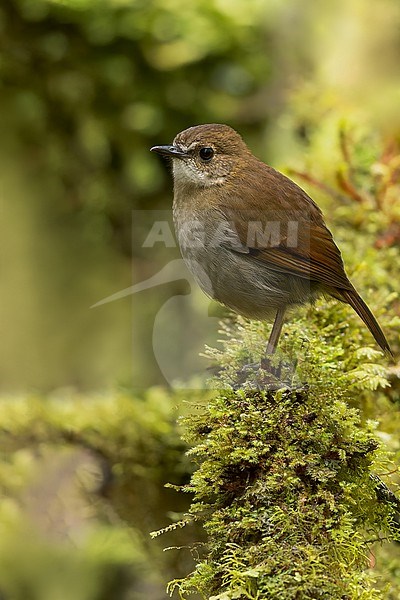 Lesser Ground-Robin (Amalocichla incerta) Perched on a branch in Papua New Guinea stock-image by Agami/Dubi Shapiro,