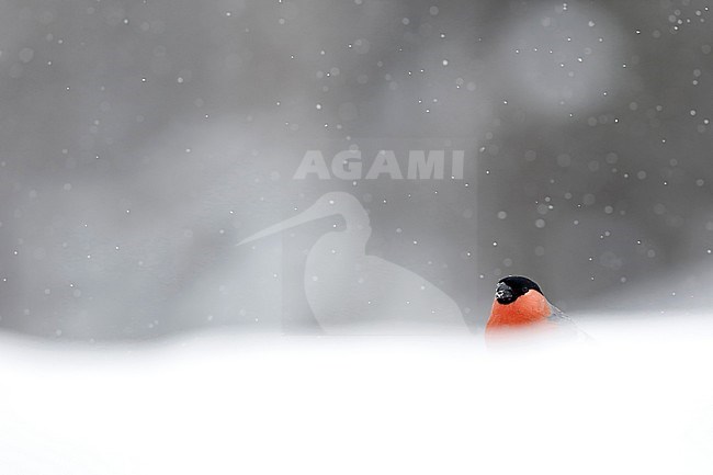 Goudvink; Bullfinch stock-image by Agami/Chris van Rijswijk,