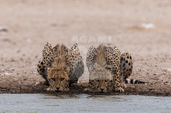 Two cheetahs, Acinonyx jubatus, drinking at a waterhole. Kalahari, Botswana stock-image by Agami/Sergio Pitamitz,
