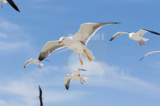A group of Lesser Black-backed Gulls is hanging mid air whilst they are following the ferry to Texel island. stock-image by Agami/Jacob Garvelink,