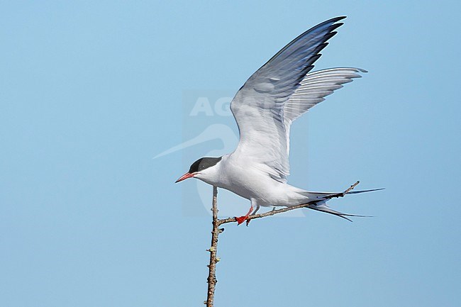 Adult breeding Arctic Tern (Sterna paradisaea) perched in a small tree near its nest on the tundra of Churchill, Manitoba, Canada. stock-image by Agami/Brian E Small,