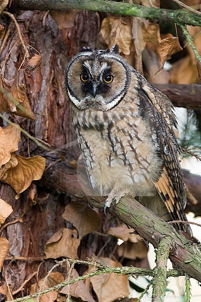 Long-eared Owl - Waldohreule - Asio otus otus, Germany stock-image by Agami/Ralph Martin,