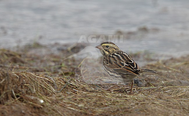 Savannah Sparrow (Passerculus sandwichensis savanna) on ground at Brigatine, New Jersey, USA stock-image by Agami/Helge Sorensen,