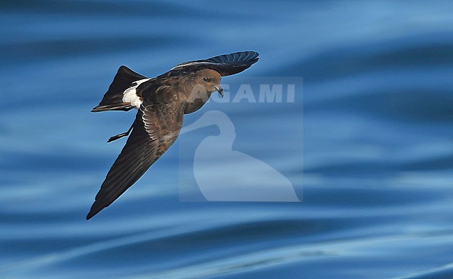 Wilson's Storm-Petrel (Oceanites oceanicus) off the coast of Portugal stock-image by Agami/Eduard Sangster,