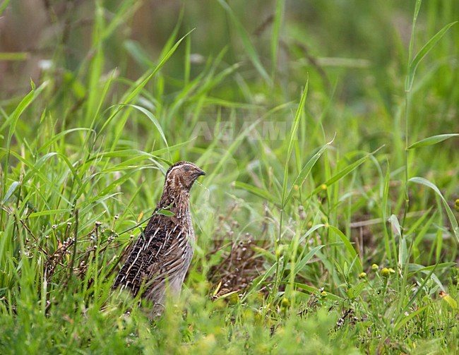 Kwartel; Coturnix coturnix; Common Quail; Wachtel; Caille des bles; rallen; onopvallend; verborgen; invasiegast; zomergast; zeldzaam; Rode Lijst; vogel; natuur; roepend; dier; avifauna; bruin; groen; horen; kwik me dit; kwartelslag; gras; graan; gewassen; rails; hidden; invasion; summervisitor; rare; Red List; bird; nature; calling; animal; avian; brown; green; hearing; grass; stock-image by Agami/Harvey van Diek,