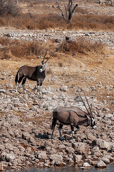 Gemsboks walk toward a waterhole. Etosha National Park, Namibia. stock-image by Agami/Sergio Pitamitz,