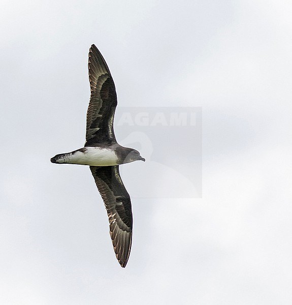 Phoenix petrel, Pterodroma alba. Photographed during a Pitcairn Henderson and The Tuamotus expedition cruise. stock-image by Agami/Pete Morris,