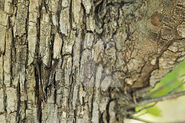 Hipparchia fagi - Woodland grayling - Großer Waldportier, Croatia, imago stock-image by Agami/Ralph Martin,