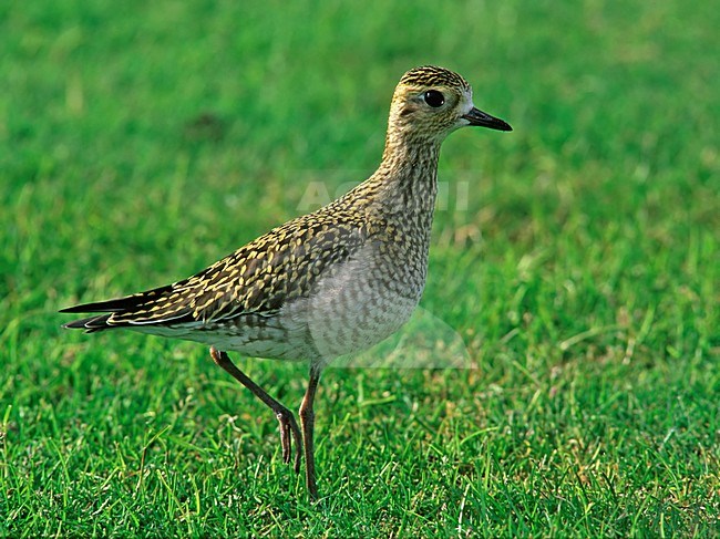 Aziatische Goudplevier in Finland; Vagrant Pacific Golden Plover in Finland stock-image by Agami/Markus Varesvuo,