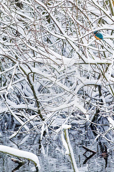 IJsvogel, Common Kingfisher, Alcedo atthis stock-image by Agami/Menno van Duijn,