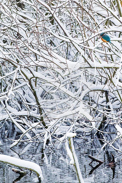 IJsvogel, Common Kingfisher, Alcedo atthis stock-image by Agami/Menno van Duijn,