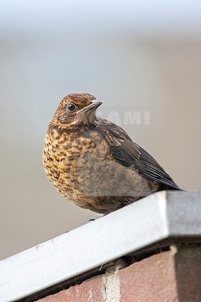 Juvenile Common Blackbird (Turdus merula) in a urban garden Katwijk, Netherlands. Standing on the edge of the rooftop of the garden. stock-image by Agami/Marc Guyt,