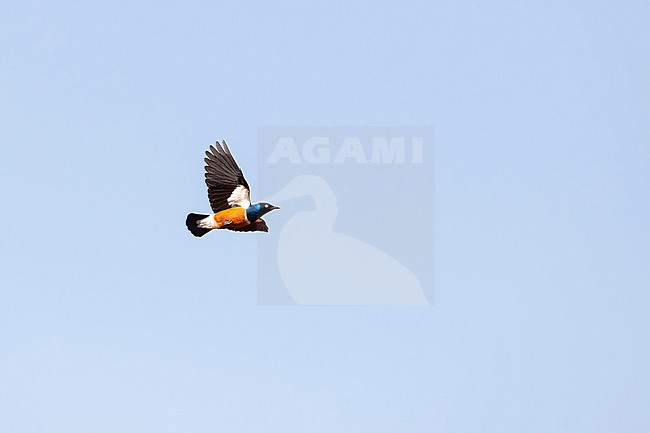 adult superb starling (Lamprotornis superbus) in flight, found at Negele Borana in Ethiopia stock-image by Agami/Mathias Putze,