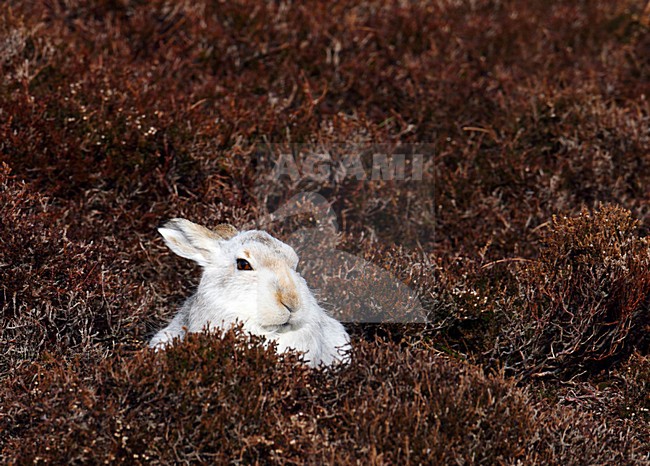Sneeuwhaas, Mountain Hare, Lepus timidus stock-image by Agami/Hugh Harrop,