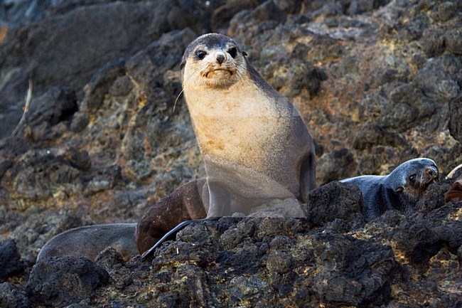 Subantarctische Pelsrob; Subantarctic Fur Seal stock-image by Agami/Marc Guyt,
