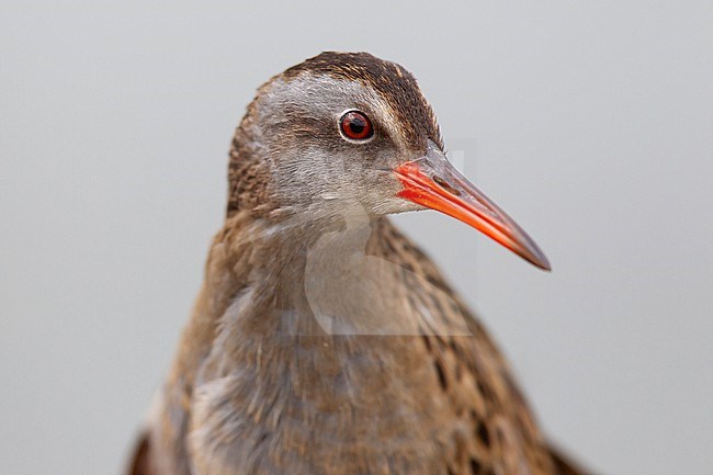 Portrait of an adult Brown-cheeked Rail or Eastern Water Rail (Rallus indicus) photographed in Dornod Aimag in Mongolia stock-image by Agami/Mathias Putze,