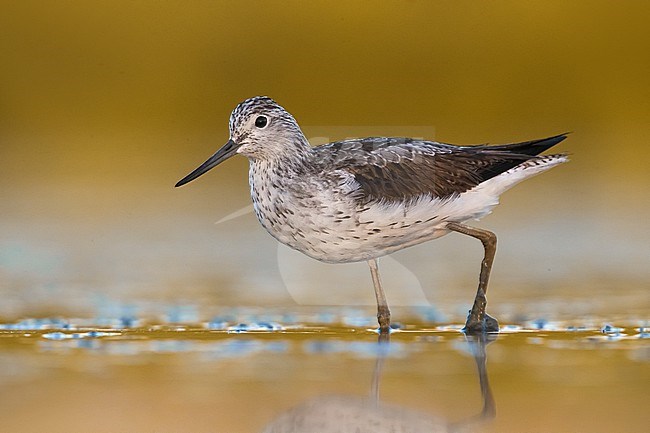 Common Greenshank (Tringa nebularia) standing in shallow freshwater pool during early autumn migration in Italy. stock-image by Agami/Daniele Occhiato,