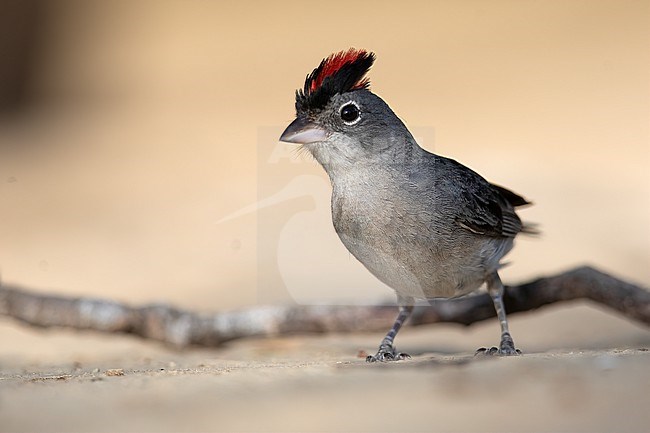 A male Grey Pileated Finch (Coryphospingus pileatus brevicaudus) at Los Flamencos Wildlife Sanctuary Camarones, La Guajira, Colombia. stock-image by Agami/Tom Friedel,