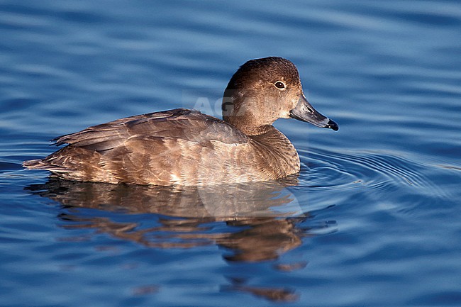 Adult female
Pima Co., AZ
December 2003 stock-image by Agami/Brian E Small,