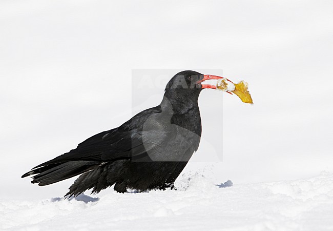 Alpenkraai in de sneeuw; Red-billed Chough in the snow stock-image by Agami/Markus Varesvuo,