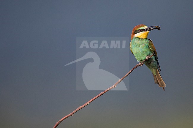 European Bee-eater - Bienenfresser - Merops apiaster, Germany, adult stock-image by Agami/Ralph Martin,