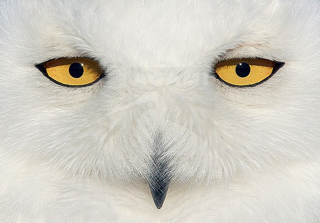 Snowy Owl female (Bubo scandiaca) Canada February 2016 stock-image by Agami/Markus Varesvuo,