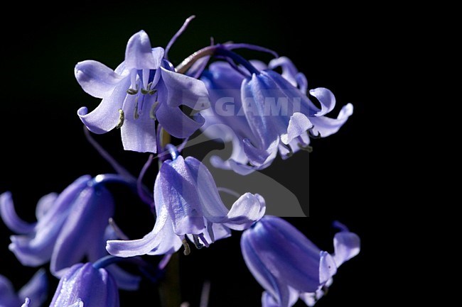 Close-up van bloeiende Boshyacint, Close up of flowering Common Bluebell stock-image by Agami/Wil Leurs,