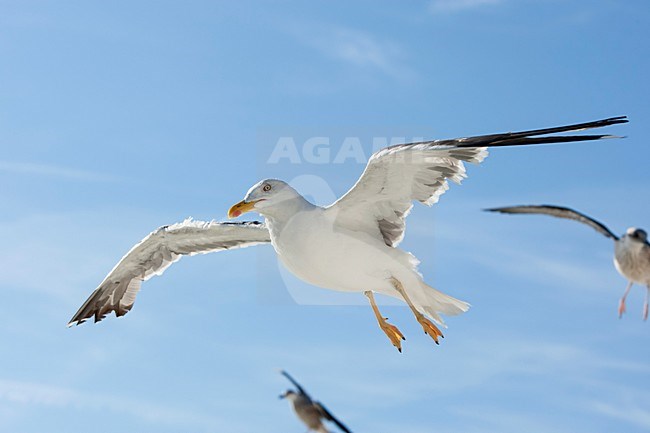 Kleine mantelmeeuw in vlucht, Lesser Black-backed Gull in flight stock-image by Agami/Wil Leurs,