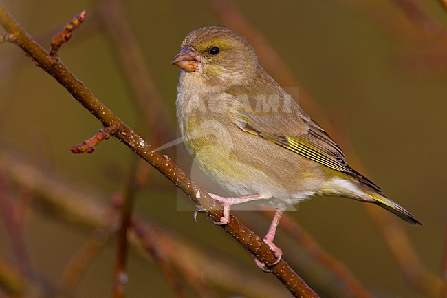 Onvolwassen mannetje Groenling; Immature European Greenfinch stock-image by Agami/Daniele Occhiato,