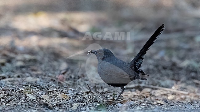 Side view of an adult Black scrub robin (Cercotrichas podobe) in Israel. stock-image by Agami/Markku Rantala,