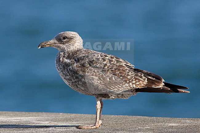 Azoren Geelpootmeeuw, Azorean Yellow-legged Gull stock-image by Agami/Menno van Duijn,