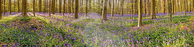 Bluebells/ wilde hyacinten Hallerbos Belgie stock-image by Agami/Rob Riemer,