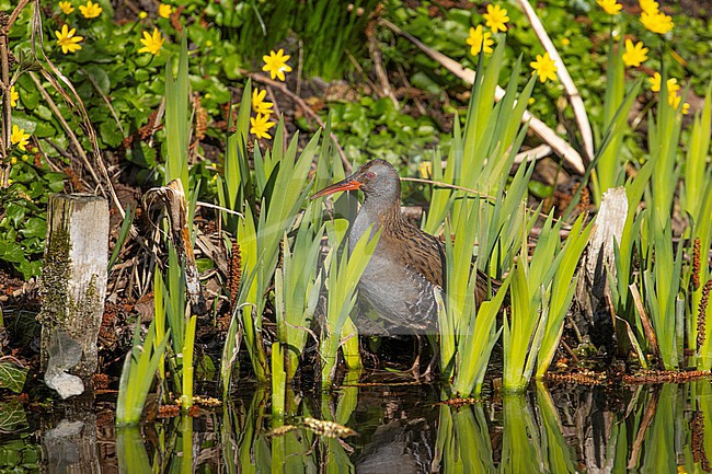 A Water Rail in early spring stock-image by Agami/Arnold Meijer,