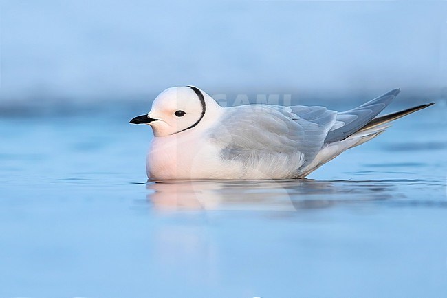 Adult Ross's Gull (Rhodostethia rosea ) in breeding plumage on the arctic tundra near Barrow in northern Alaska, United States. Swimming on a lagoon. stock-image by Agami/Dubi Shapiro,