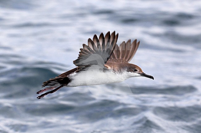 Yelkouanpijlstormvogel in de vlucht; Yelkouan Shearwater in flight stock-image by Agami/Daniele Occhiato,