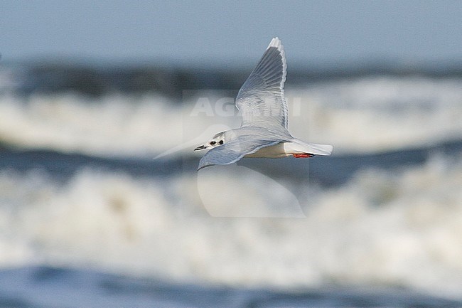 Dwergmeeuw, Little Gull, Hydrocoloeus minutus, Germany, adult winter stock-image by Agami/Ralph Martin,