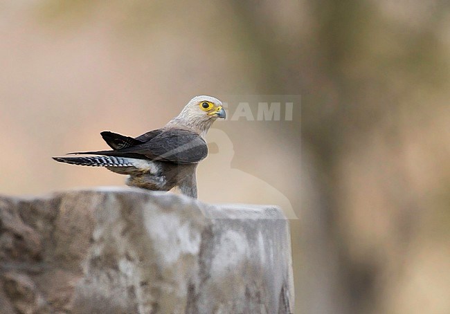 Dickinson's Kestrel (Falco dickinsoni) an African bird of prey. stock-image by Agami/Dubi Shapiro,