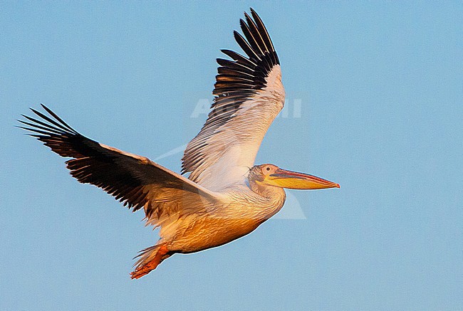Great White Pelican (Pelecanus onocrotalus) in flight during late evening light in Donau Delta, Romania. stock-image by Agami/Marc Guyt,