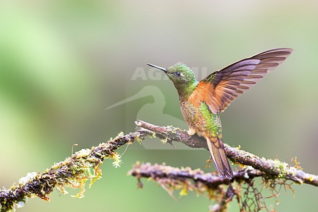 Matthewhoornkolibrie zittend op takje; Chestnut-breasted Coronet perched on a branch stock-image by Agami/Marc Guyt,