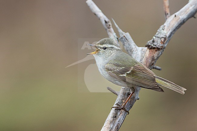 Yellow-browed Warbler - Gelbbrauen-Laubsänger - Phylloscopus inornatus, Russia (Ural) stock-image by Agami/Ralph Martin,