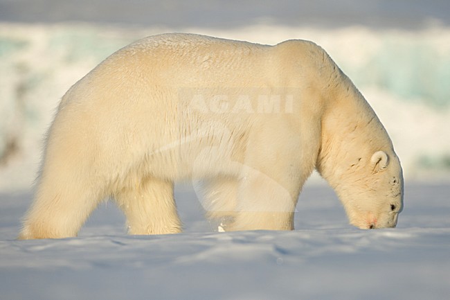 IJsbeer, Polar Bear, Ursus maritimus stock-image by Agami/Pieter-Jan D'Hondt ,